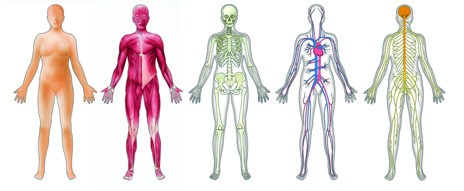 Basic Intro to the Human Body